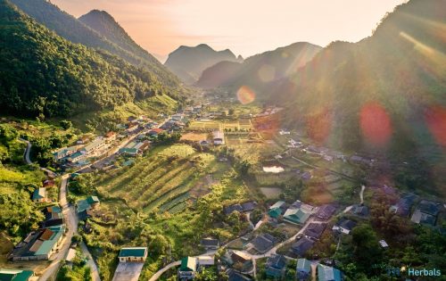 Kinh tế dưới tán rừng: Bảo tồn và tiếp nối tinh hoa ngàn năm của dân tộc (Kỳ I)