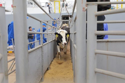 TH nhập khẩu thêm gần 2.000 bò sữa thuần chủng Holstein Friesian từ Mỹ